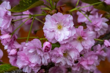 Bahçede pembe kiraz çiçeği