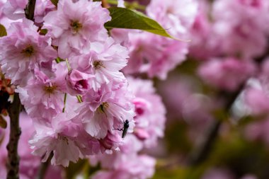 Bahçede pembe kiraz çiçeği