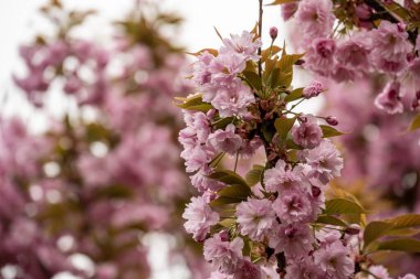 Bahçede pembe kiraz çiçeği