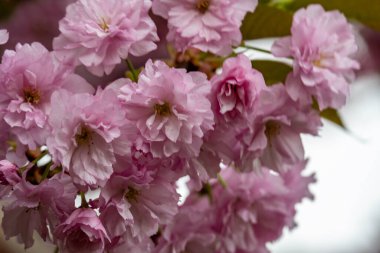 Bahçede pembe kiraz çiçeği