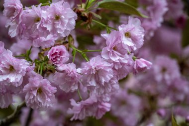 Bahçede pembe kiraz çiçeği