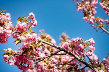 Bahçede pembe kiraz çiçeği
