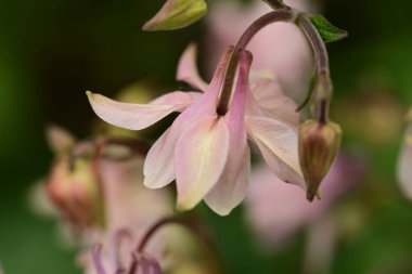 bahçede büyüyen güzel pembe çiçekler