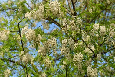 Bahçede büyüyen beyaz çiçekler