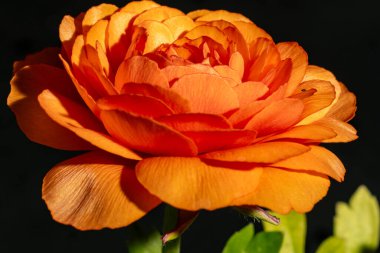 Yaz bahçesinde yetişen güzel gül çiçeğinin yakın çekimi                