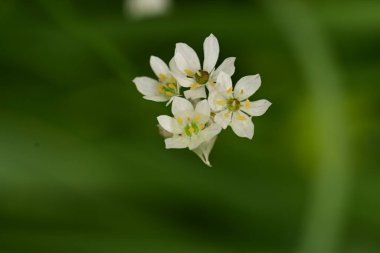 Bahçede büyüyen beyaz çiçekler