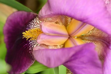 bahçede büyüyen güzel pembe çiçekler