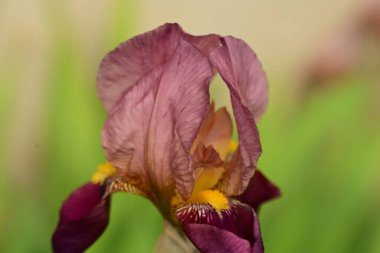 bahçede büyüyen güzel pembe çiçekler