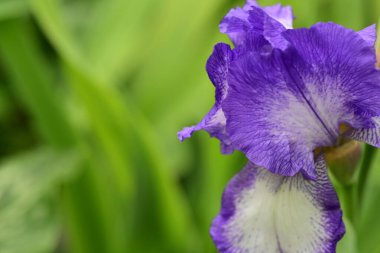 Bahçede büyüyen güzel iris çiçeğinin yakın plan görüntüsü.      