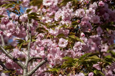 Parktaki kiraz ağacı dallarında açan çiçekler.