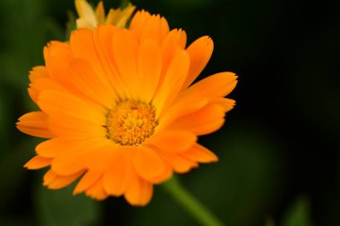 Güzel çiçek bahçede büyüyen