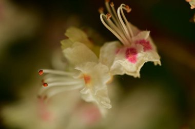 Bahçede büyüyen beyaz çiçekler