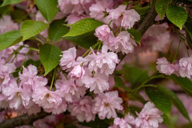 Parktaki kiraz ağacı dallarında açan çiçekler.
