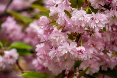 Parktaki kiraz ağacı dallarında açan çiçekler.