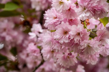 Parktaki kiraz ağacı dallarında açan çiçekler.