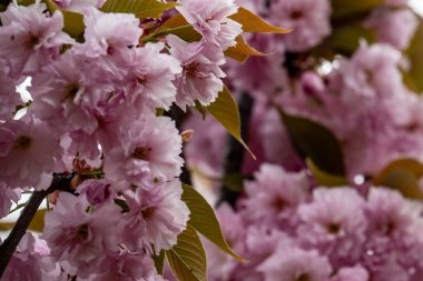 Parktaki kiraz ağacı dallarında açan çiçekler.