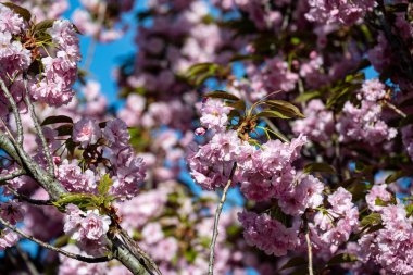 Parktaki kiraz ağacı dallarında açan çiçekler.