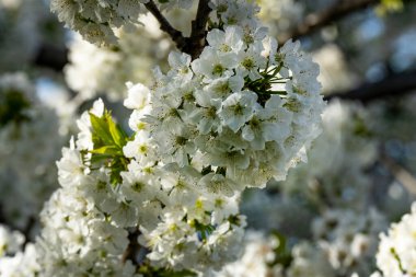Bahçede büyüyen beyaz çiçekler
