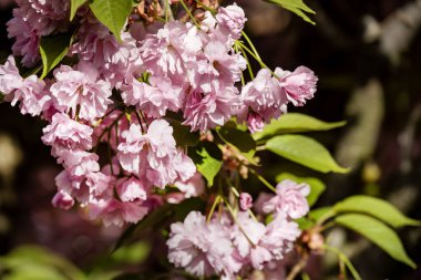 Parktaki kiraz ağacı dallarında açan çiçekler.