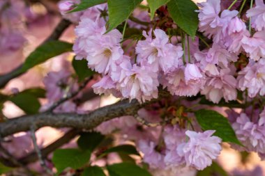 Parktaki kiraz ağacı dallarında açan çiçekler.
