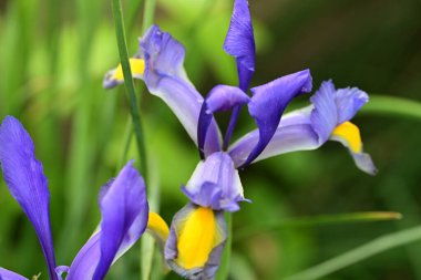 Bahçede açan güzel çiçekler, yakın plan.                