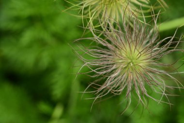 Güneşli yaz gününde bahçede yetişen güzel çiçekler.
