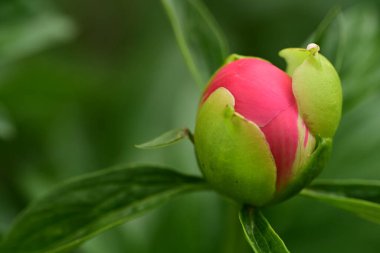Bahçedeki şakayık tomurcuğunu kapat 