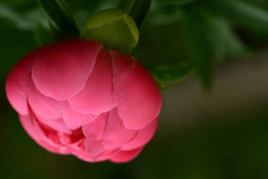 Yaz bahçesinde büyüyen güzel çiçeğin yakın plan görüntüsü                