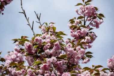 İlkbaharda güzel kiraz çiçekleri 