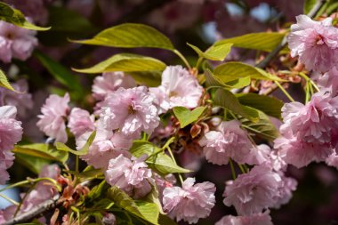 İlkbaharda açan kiraz çiçeklerinin güzel manzarasını kapat.