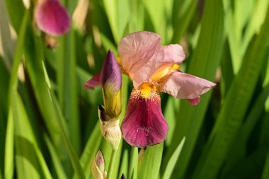 Bahçedeki Iris çiçeği 