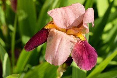 Bahçedeki Iris çiçeği 