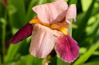 Bahçedeki Iris çiçeği 