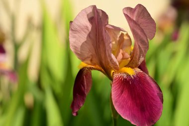 Bahçedeki Iris çiçeği 