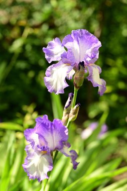 Bahçede açan güzel çiçekler, yakın plan.                