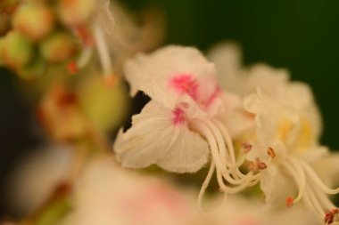 Bahçede büyüyen beyaz çiçekler