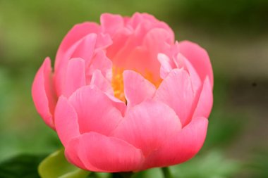 Bahçede pembe şakayık