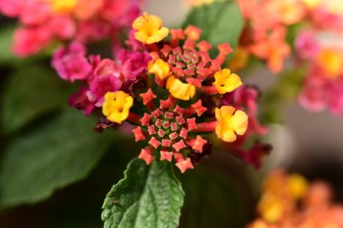 Bahçede açan güzel çiçekler, yakın plan.                