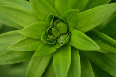 Bahçede büyüyen güzel çiçek tomurcuğu 