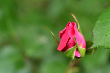 Bahçede büyüyen güzel çiçek tomurcuğu 