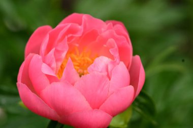 Güzel pembe şakayık çiçeğine yaklaş 