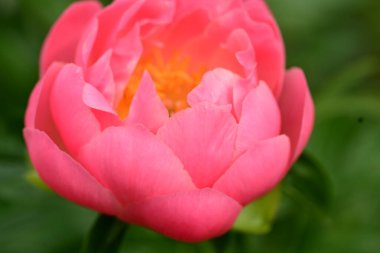 Güzel pembe şakayık çiçeğine yaklaş 