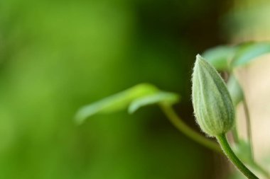 Bahçede büyüyen güzel çiçek tomurcuğu 