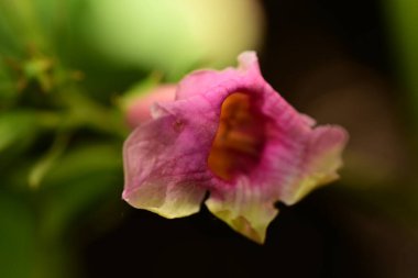 Yaz bahçesinde büyüyen güzel çiçeğin yakın plan görüntüsü                