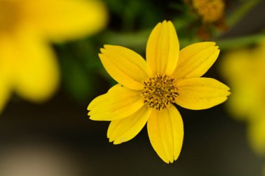 Bahçede büyüyen sarı çiçekler