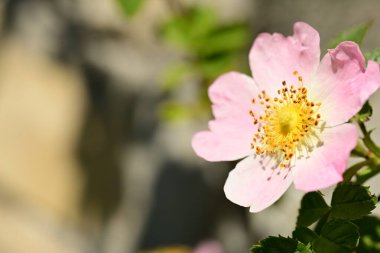 pembe çiçekler bahçede büyüyen