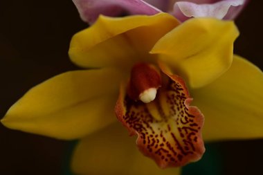 Bahçede büyüyen sarı çiçekler