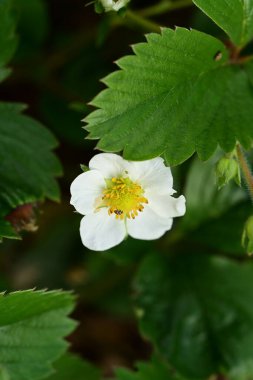 Bahçede büyüyen beyaz çiçekler