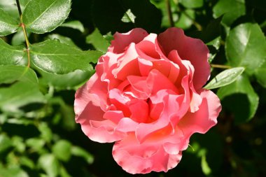 Yaz bahçesinde yetişen güzel gül çiçeğinin yakın çekimi                