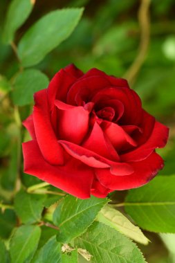 Bahçedeki gül çiçeği 